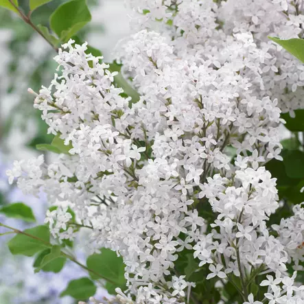 Pikkusyreeni Flowerfesta White rungolla - Koristepuut - 47306 - 1