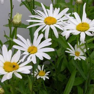 Prinsessankakkara Silberprinzesschen - Perennat - 71366 - 1