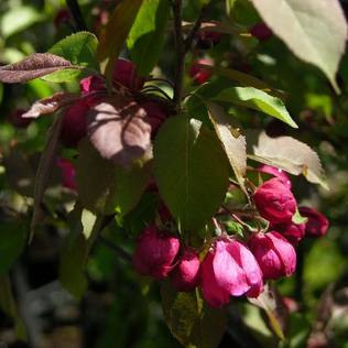 Purppuraomenapuu Kirjailija - Koristepuut - 4346 - 2