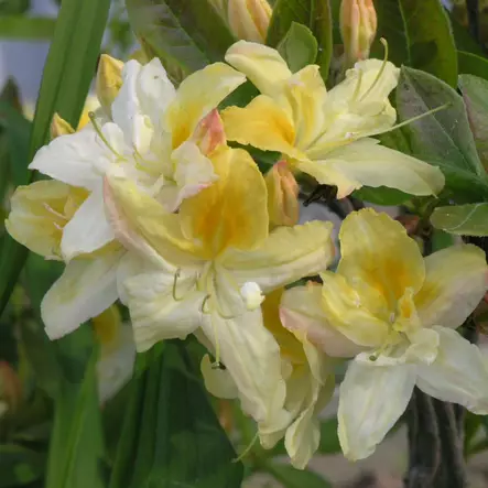 Revontuliatsalea Northern Hi-Lights - Alppiruusut ja atsaleat - 3506 - 2