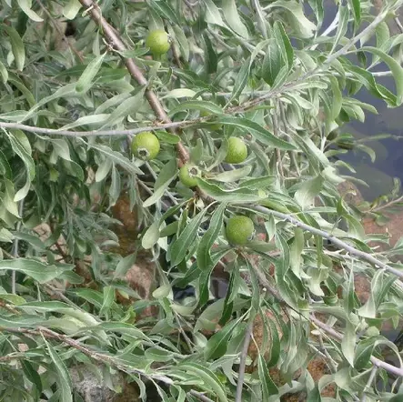 Riippahopeapäärynä Pendula rungolla - Koristepuut - 43686 - 2