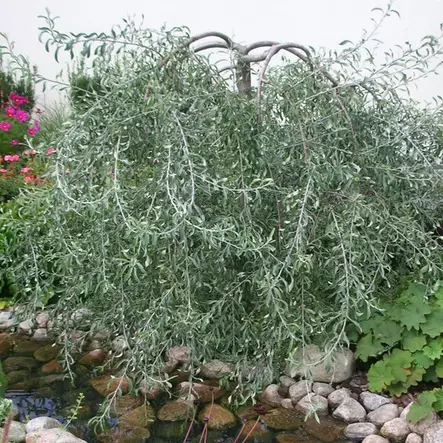 Riippahopeapäärynä Pendula rungolla - Koristepuut - 43686 - 1