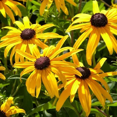 Sädepäivänhattu Goldsturm - Perennat - 7486 - 2