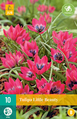 Tulppaani Little Beauty 10 kpl/pkt - Tulppaanit - 8712438510106 - 2