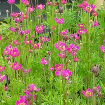 Amerikanvuokko Rubra - Perennat - 7036 - 2