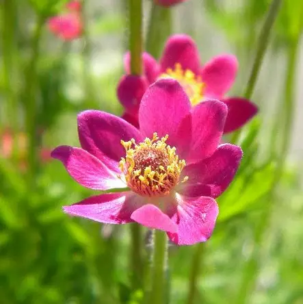 Amerikanvuokko Rubra - Perennat - 7036 - 1