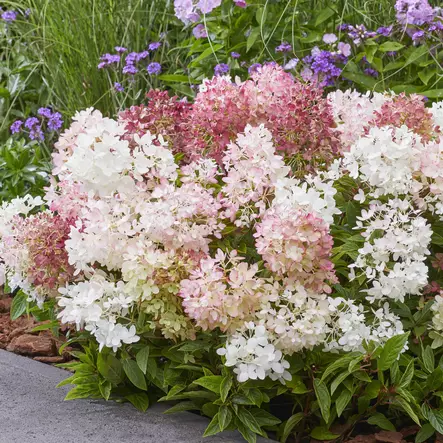 Japaninhortensia Groundbreaker BlushC1,5 - Koristepensaat - 45926 - 1