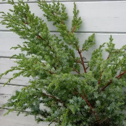 Kiinankataja Blue Alps 50-70 - Havupuut - 60976 - 1