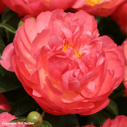 Kiinanpioni Coral Sunset - Perennat - 73956 - 1