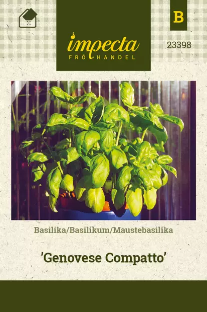 Maustebasilika Genovese Compatto - Vihannesten ja yrttien siemenet - 7332756233986 - 1