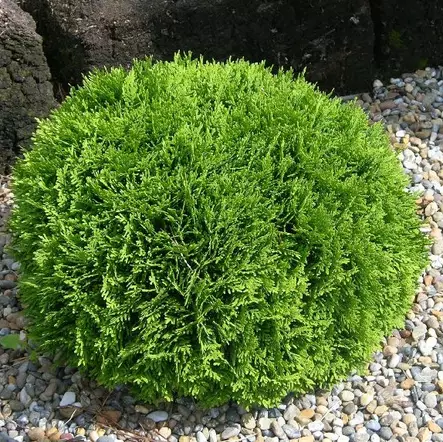 Pallotuija Danica 20-30 - Havupuut - 62486 - 1