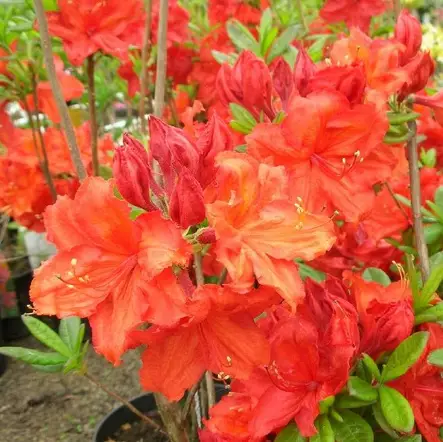 Puistoatsalea Feuerwerk - Alppiruusut ja atsaleat - 35636 - 1