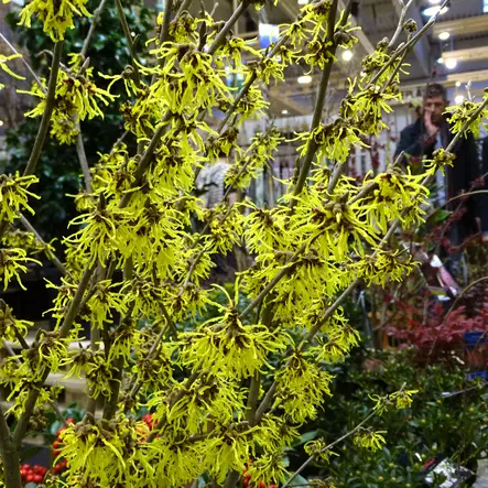 Puistotaikapähkinä Arnold Promise - Koristepensaat - 45666 - 1