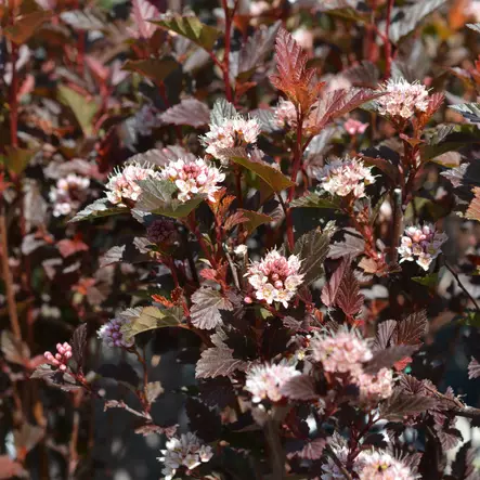 Purppuraheisiangervo Cherry Tea - Koristepensaat - 46076 - 1