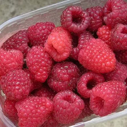 Puutarhavadelma Glen Ample C1 - Vadelmat - 21526 - 1