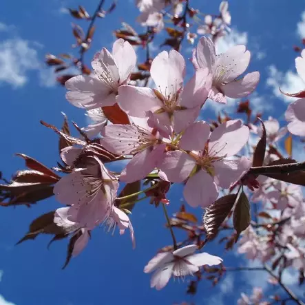 Rusokirsikka 60-80 - Koristepuut - 43516 - 1