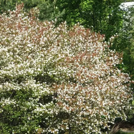 Rusotuomipihlaja 60-80 - Koristepuut - 45156 - 2