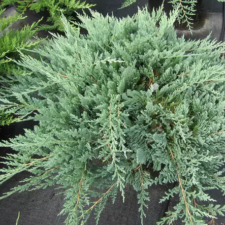 Sinilaakakataja Blue Chip 25-30 - Havupuut - 60726 - 1