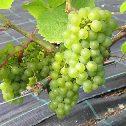 Viiniköynnös Lakemont - Viiniköynnökset - 22776 - 1