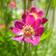Amerikanvuokko Rubra - Perennat - 7036 - 1