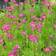 Amerikanvuokko Rubra - Perennat - 7036 - 2