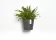 Ecopots Ruukku Amsterdam Wall 20 cm - Ecopots ruukut ja lautaset - 5413724303626 - 5