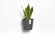 Ecopots Ruukku Amsterdam Wall 20 cm - Ecopots ruukut ja lautaset - 5413724303626 - 3