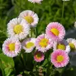 Kaunokainen Rominette Pink - Perennat - 70976 - 1