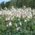 Kesäpikkusydän Alba - Perennat - 71656 - 1