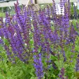 Lehtosalvia Caradonna - Perennat - 74936 - 1