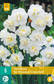 Narsissi Sir Winston Churchill 5 kpl/pkt - Narsissit - 8712438513206 - 2