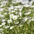 Patjarikko Carpet White - Perennat - 75006 - 1