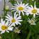 Prinsessankakkara Silberprinzesschen - Perennat - 71366 - 1
