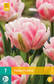 Tulppaani Foxtrot 7 kpl/pkt - Tulppaanit - 8712438502576 - 2