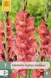 Miekkalilja Indian Summer 7 kpl/pkt - Miekkaliljat - 8712438616716 - 1
