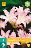 Amaryllis Belladonna 1 kpl/pkt - Muut kukkasipulit - 8712438622106 - 0