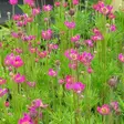 Amerikanvuokko Rubra - Perennat - 7036 - 2