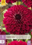 Daalia Quin 1 kpl/pkt -  - 8712438991356 - 1
