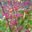 Euroopansorvarinpensas Red Cascade - Koristepensaat - 45536 - 1