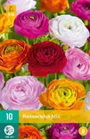 Jaloleinikki mix 10 kpl/pkt - Muut kukkasipulit - 8712438521706 - 2