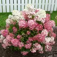 Japaninhortensia Little Rosy - Koristepensaat - 45796 - 1