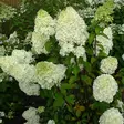 Japaninhortensia Polar Bear - Koristepensaat - 45936 - 1