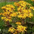 Kallionauhus Desdemona - Perennat - 7316 - 1