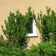 Kartiomarjakuusi Hicksii 60-80 - Havupuut - 6216 - 1