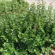 Kiiltotuhkapensas - Koristepensaat - 4546 - 1