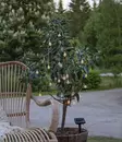 Koristevalaisin Globini Solar-valosarja - Kasvilamput ja -valaisimet - 7391482056306 - 2