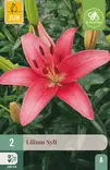 Lilja Sylt 2 kpl/pkt - Liljat - 8720873001196 - 1