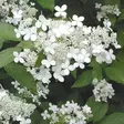 Mustilanhortensia Mustila - Koristepensaat - 4576 - 1