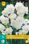 Narsissi Sir Winston Churchill 5 kpl/pkt - Narsissit - 8712438513206 - 2