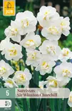 Narsissi Sir Winston Churchill 5 kpl/pkt - Narsissit - 8712438513206 - 1